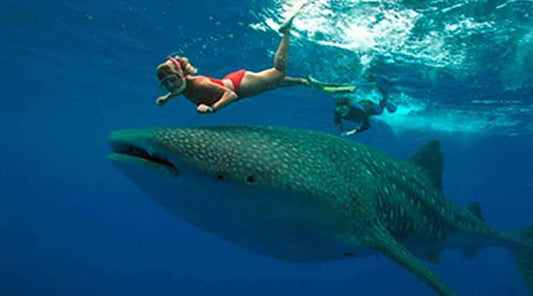 Nado con Tiburón Ballena